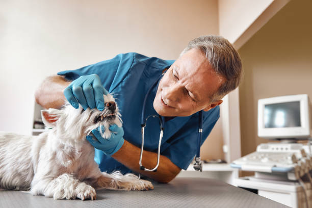 Best Emergency X-Rays and Diagnostics in Westfield, PA